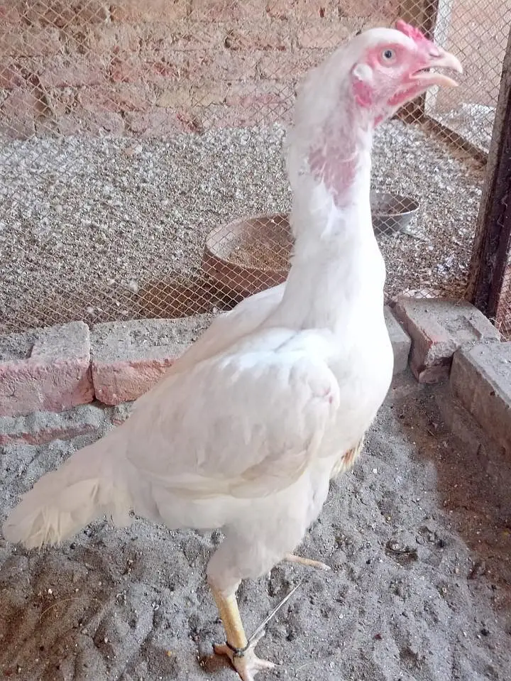 heera breeder female — photo 2
