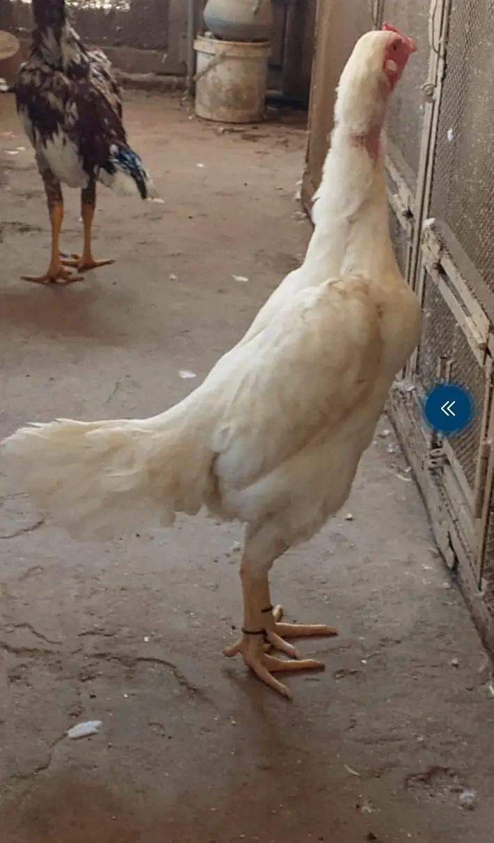 heera breeder female — photo 3