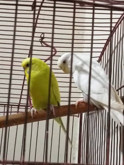 budgie for sale male normal eyes and female red eyes