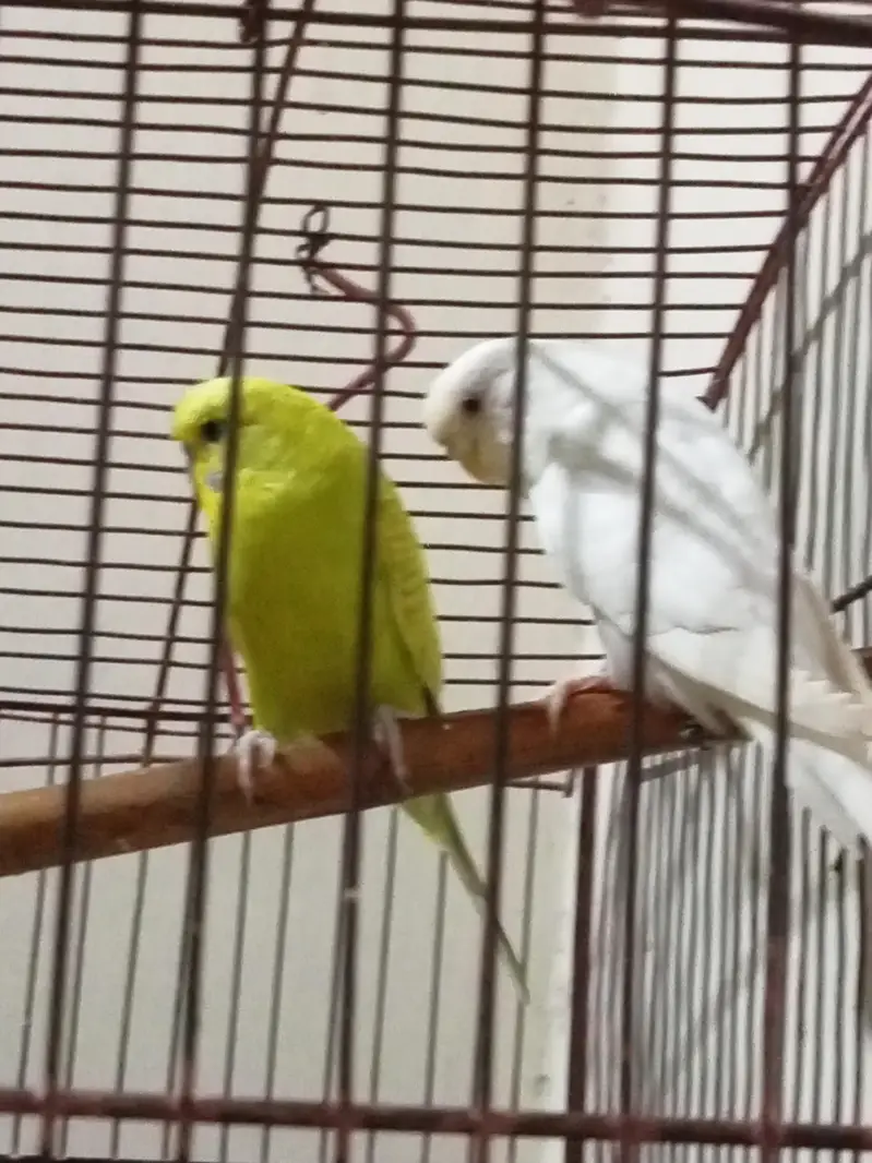 budgie for sale male normal eyes and female red eyes — photo 2