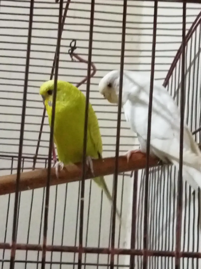 budgie for sale male normal eyes and female red eyes — photo 3