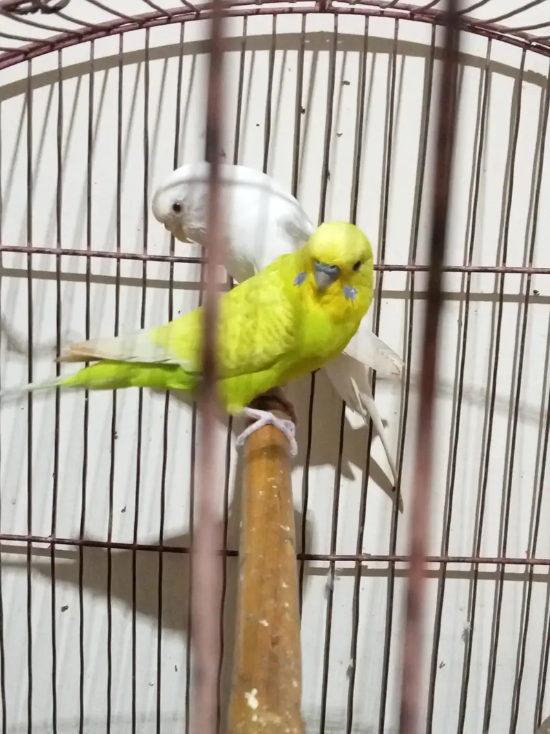 budgie for sale male normal eyes and female red eyes — photo 4
