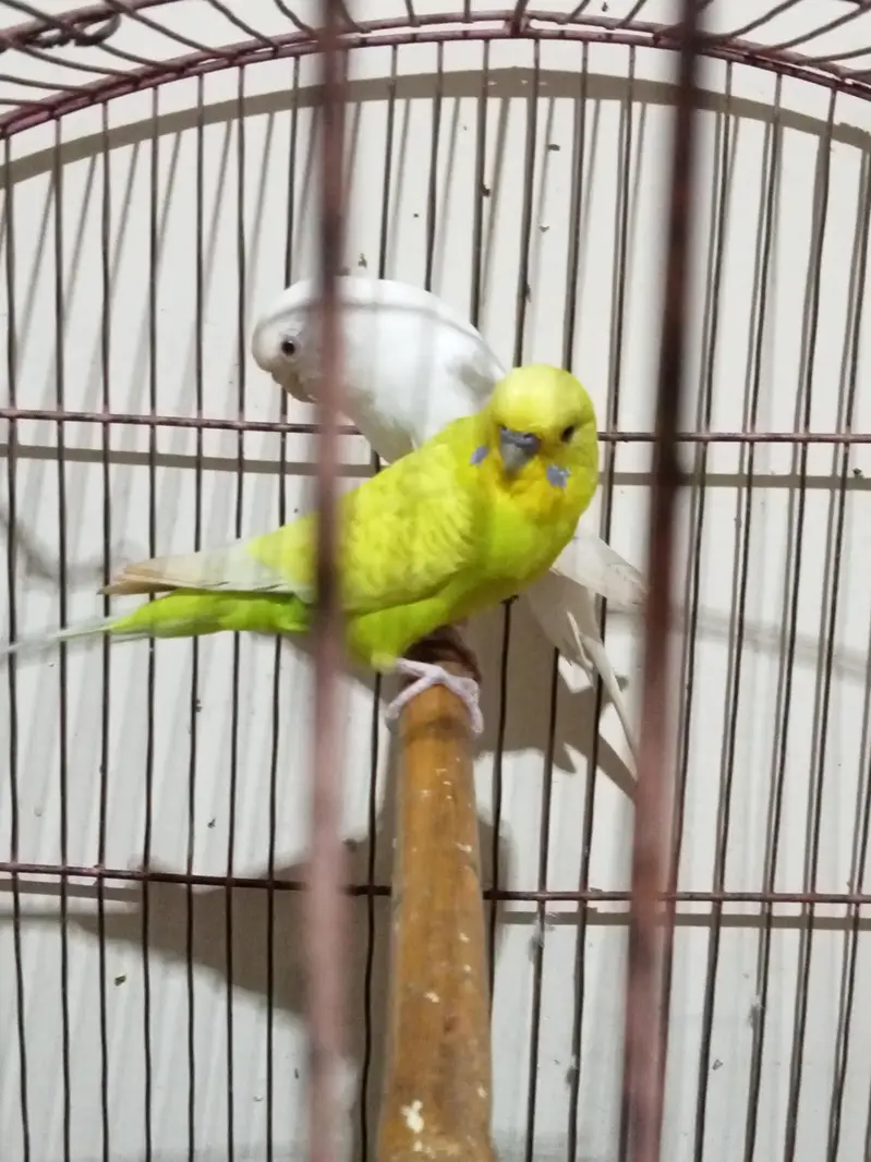 budgie for sale male normal eyes and female red eyes — photo 5