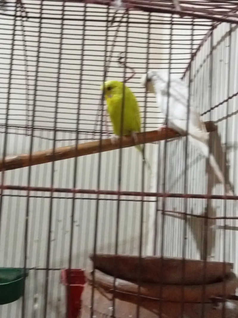 budgie for sale male normal eyes and female red eyes — photo 6
