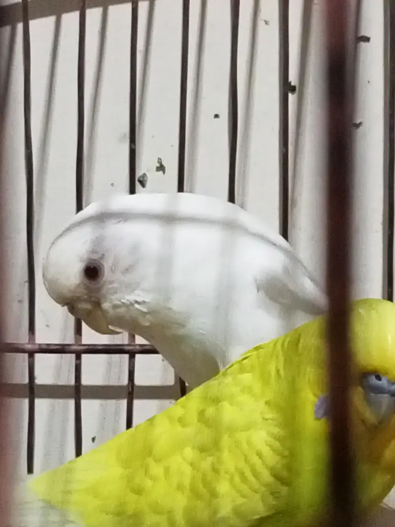 budgie for sale male normal eyes and female red eyes — photo 7
