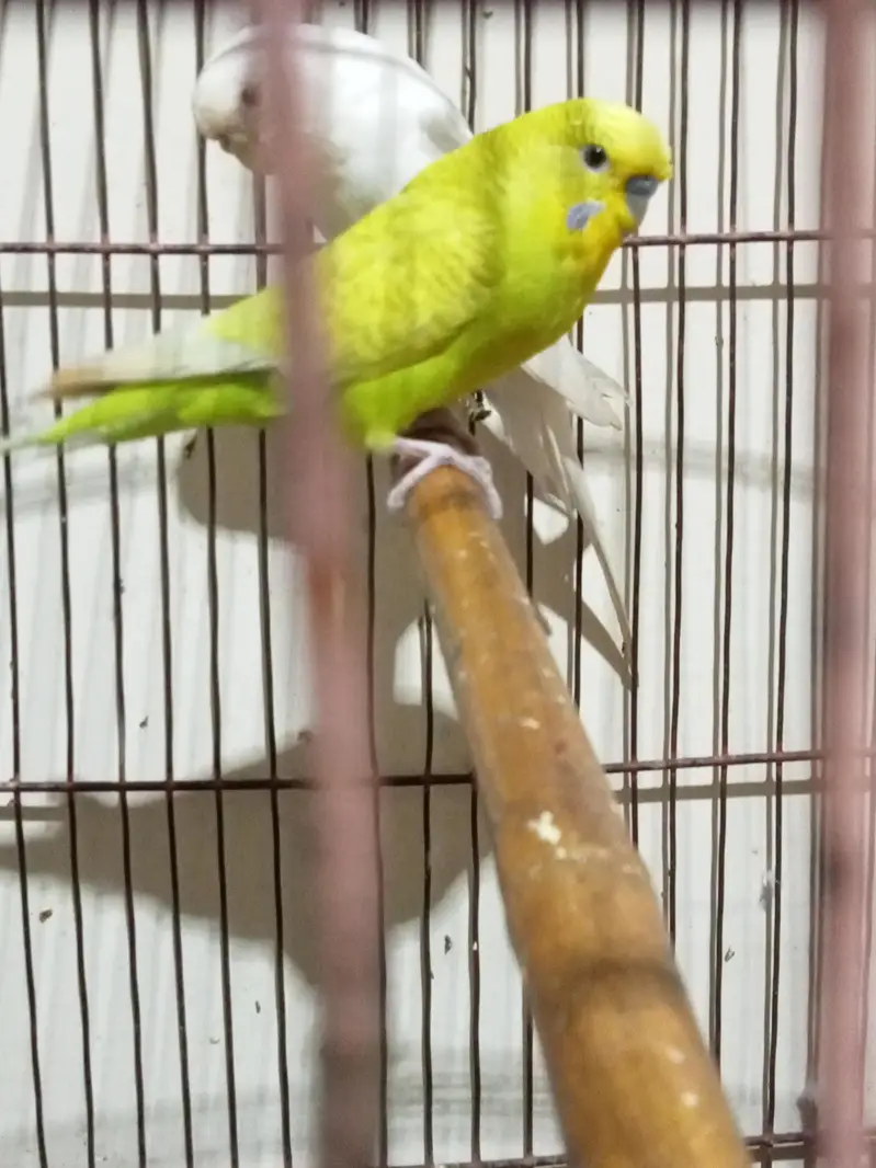 budgie for sale male normal eyes and female red eyes — photo 8