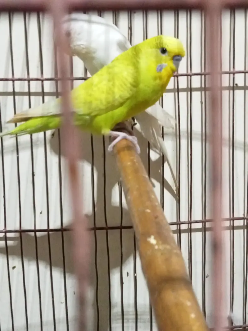budgie for sale male normal eyes and female red eyes — photo 9