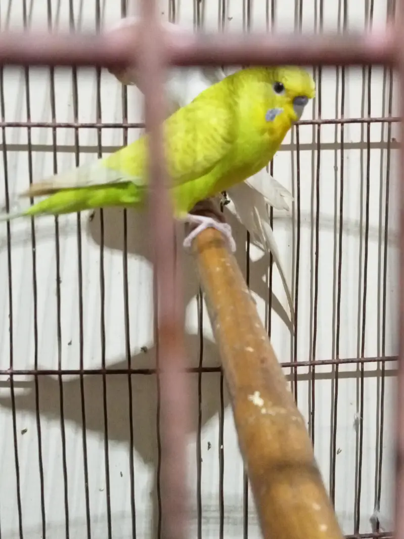 budgie for sale male normal eyes and female red eyes — photo 10