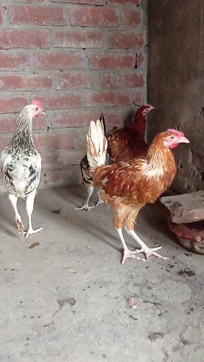 Golden misre pathiyan for sale 03124499315 cntct nmb