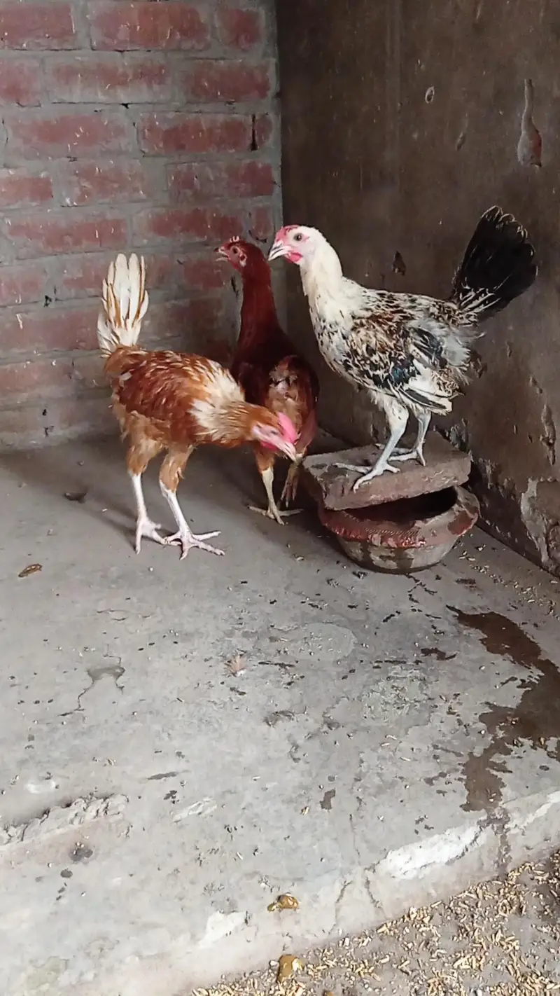 Golden misre pathiyan for sale 03124499315 cntct nmb — photo 2