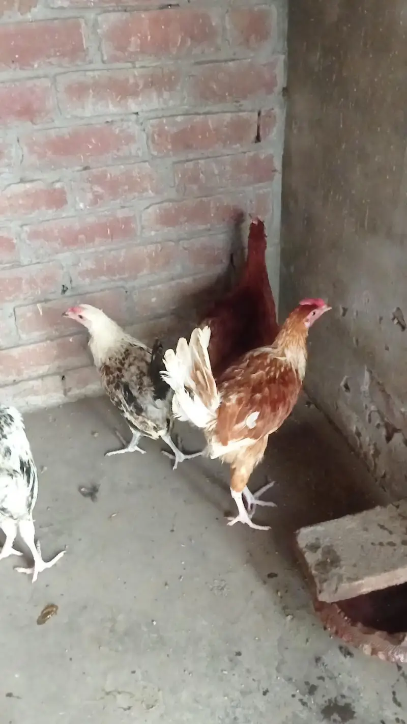 Golden misre pathiyan for sale 03124499315 cntct nmb — photo 3