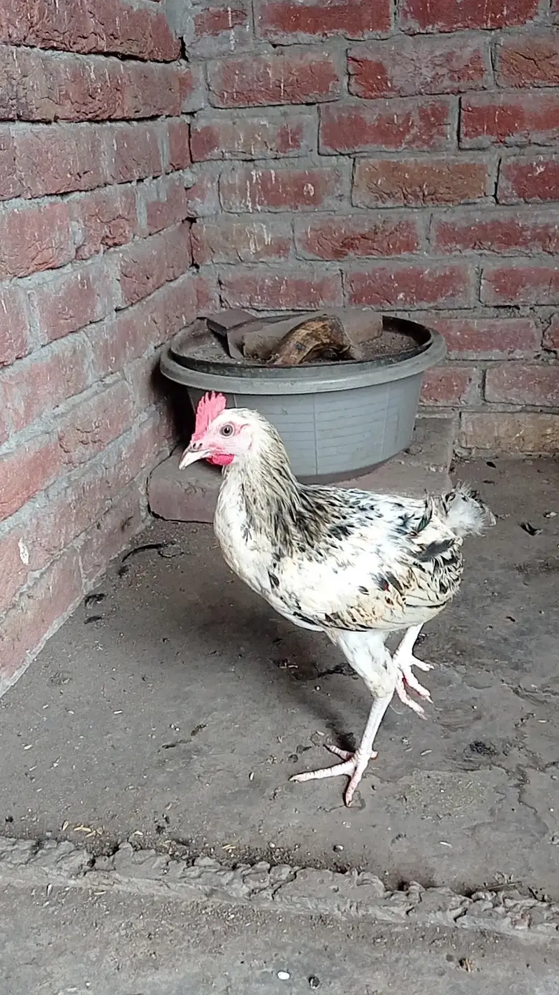 Golden misre pathiyan for sale 03124499315 cntct nmb — photo 4