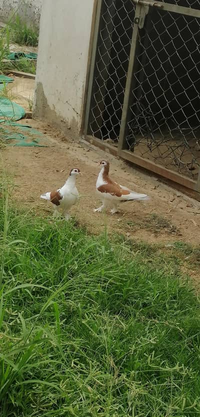 sherazi pegion pair