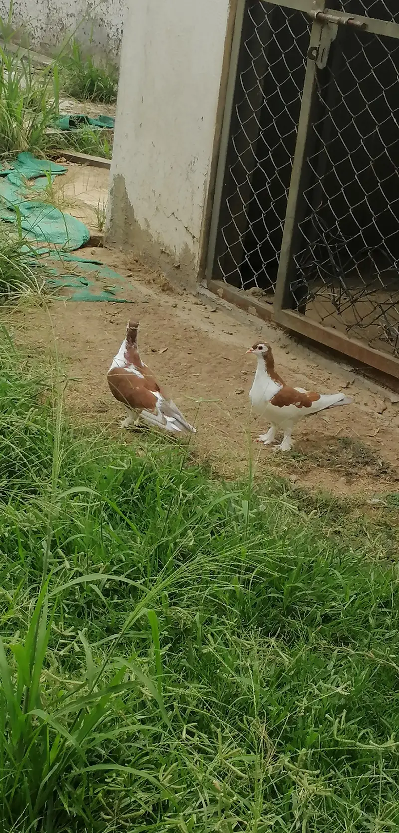 sherazi pegion pair — photo 2