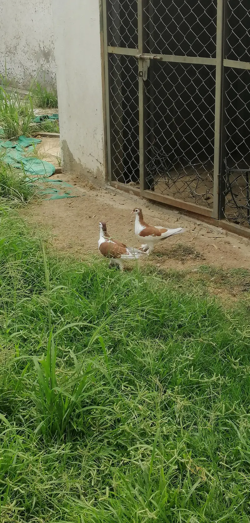 sherazi pegion pair — photo 3