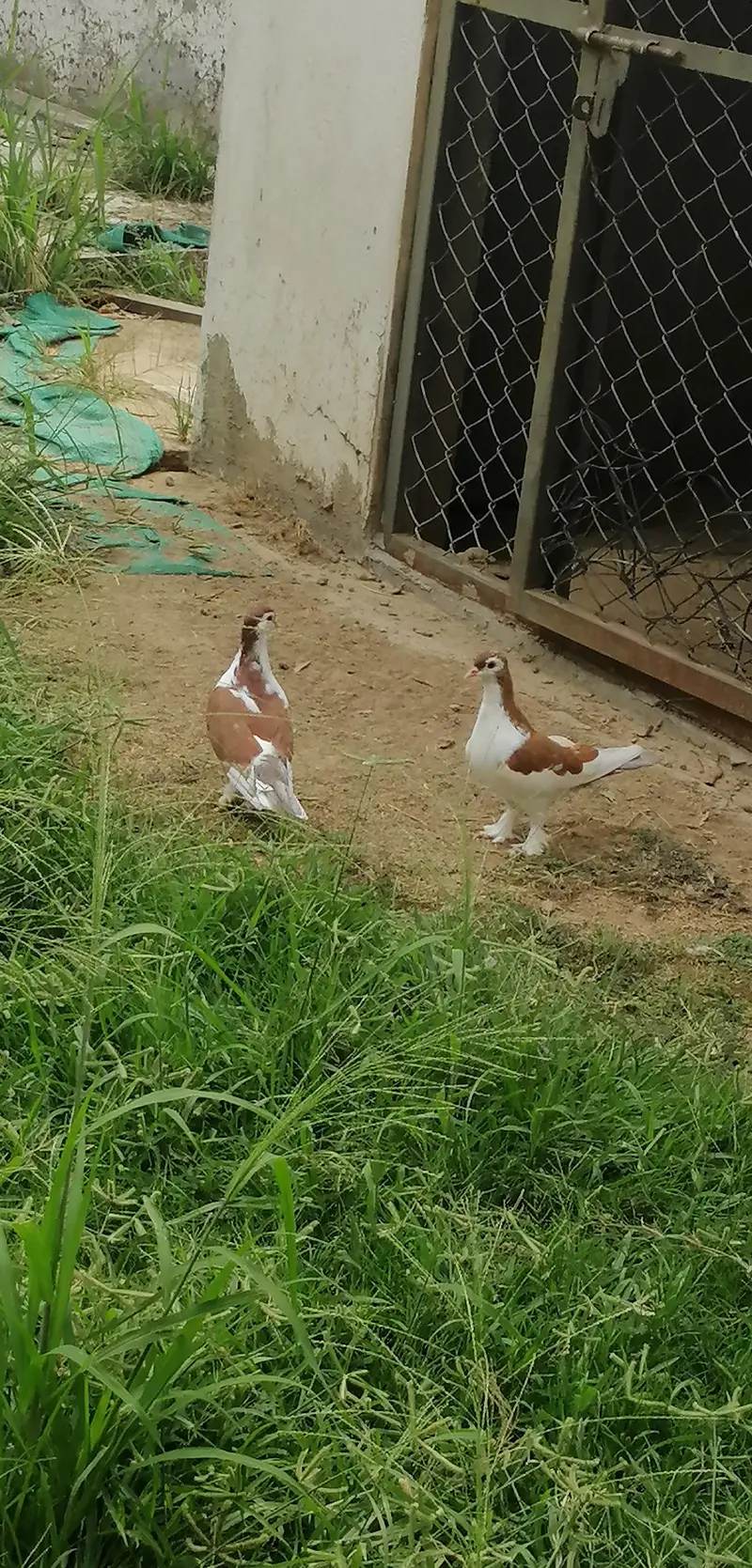 sherazi pegion pair — photo 4