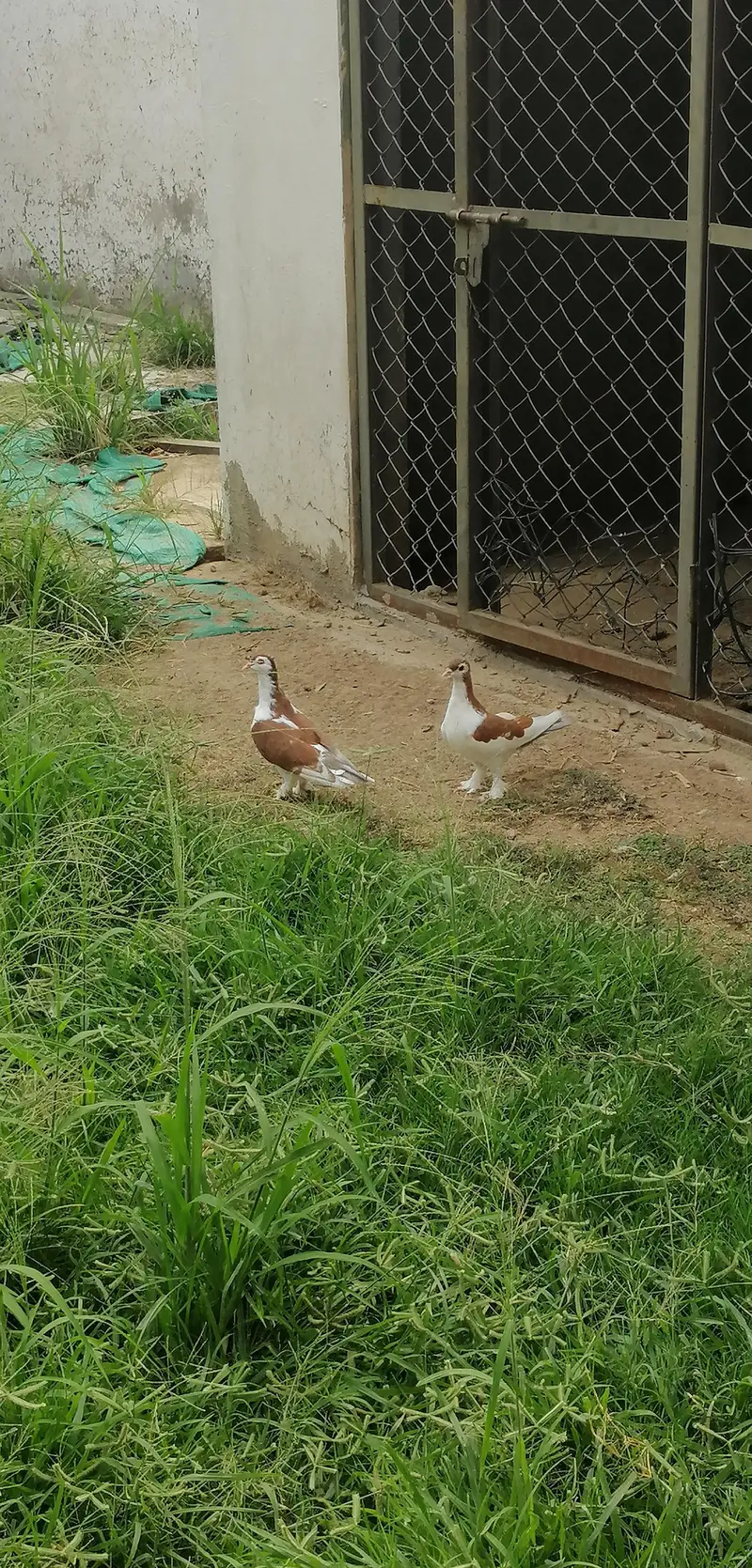 sherazi pegion pair — photo 5