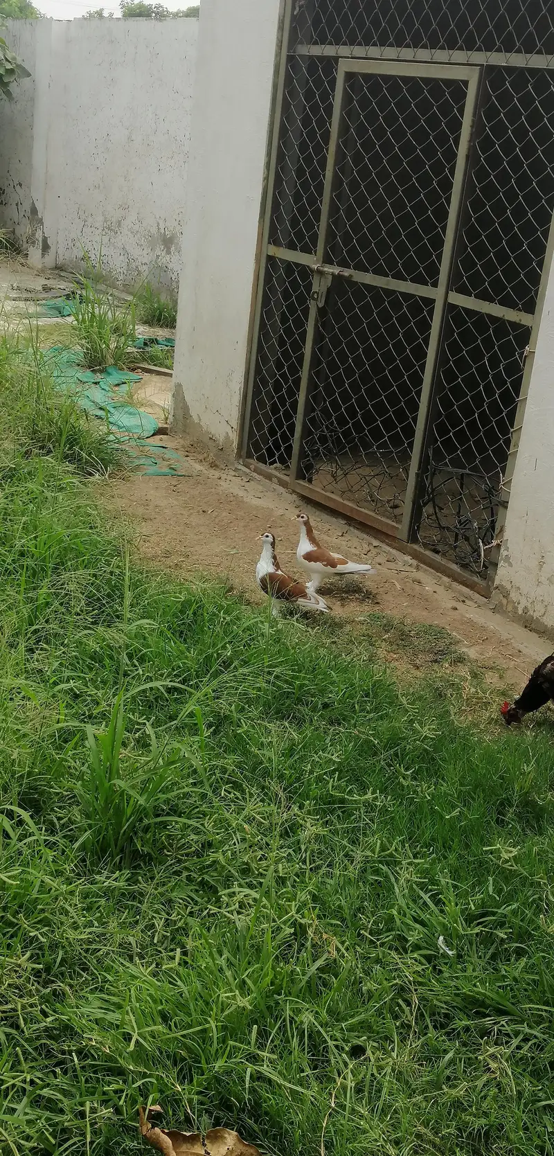 sherazi pegion pair — photo 6