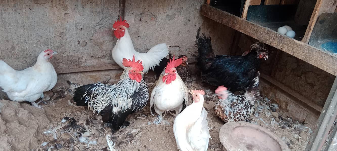 انگلش گیم مرغے مرغیوں کا تندرست توانہ خوبصورت سیٹ 6