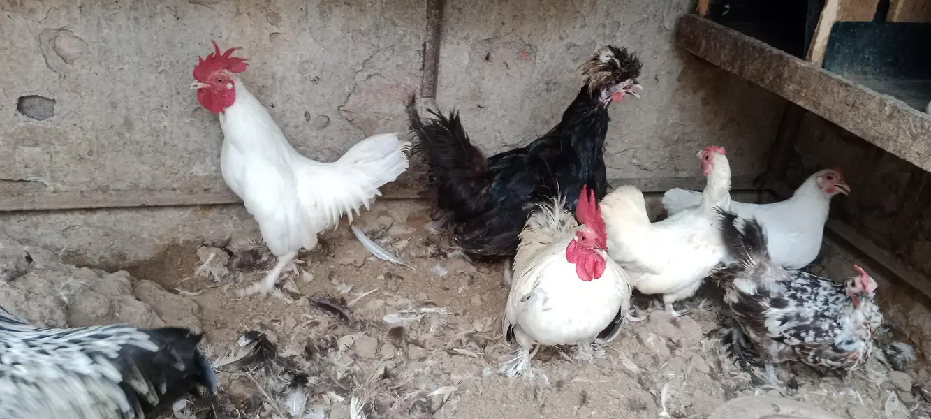 انگلش گیم مرغے مرغیوں کا تندرست توانہ خوبصورت سیٹ — photo 8