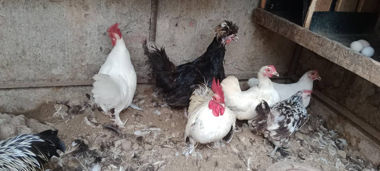 انگلش گیم مرغے مرغیوں کا تندرست توانہ خوبصورت سیٹ 8