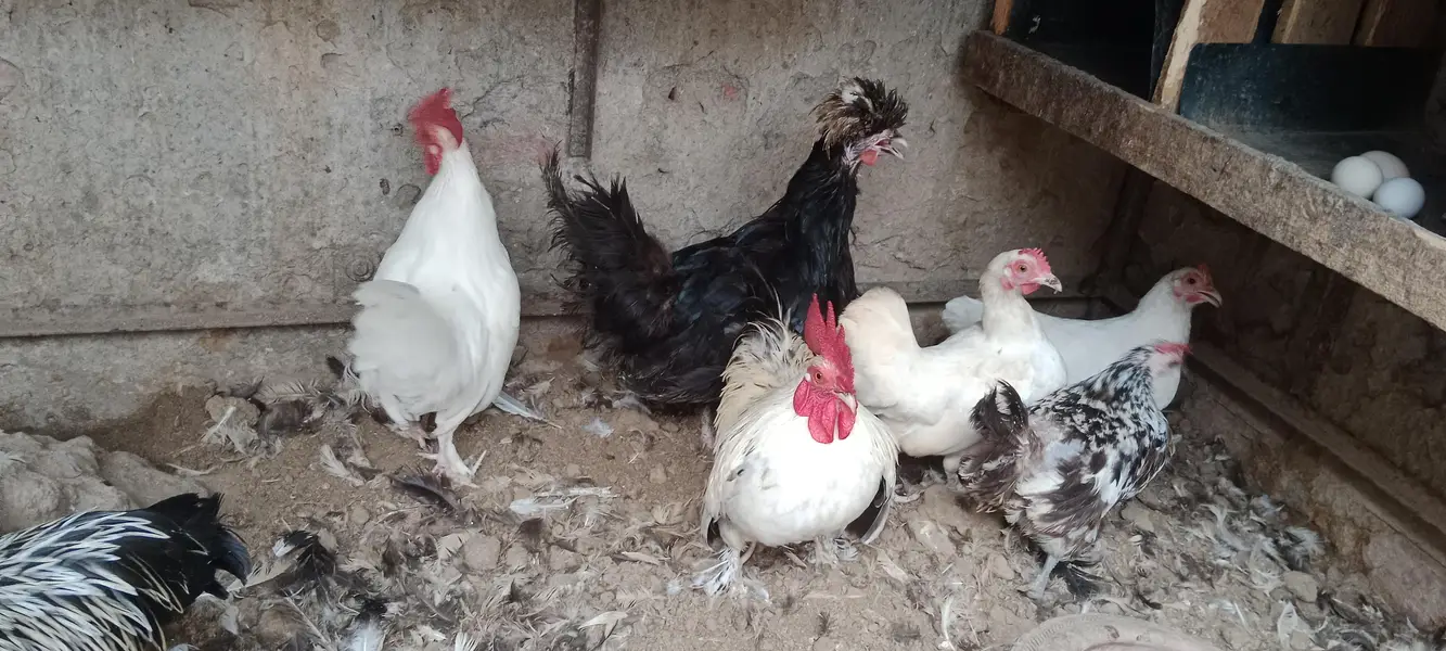انگلش گیم مرغے مرغیوں کا تندرست توانہ خوبصورت سیٹ — photo 9