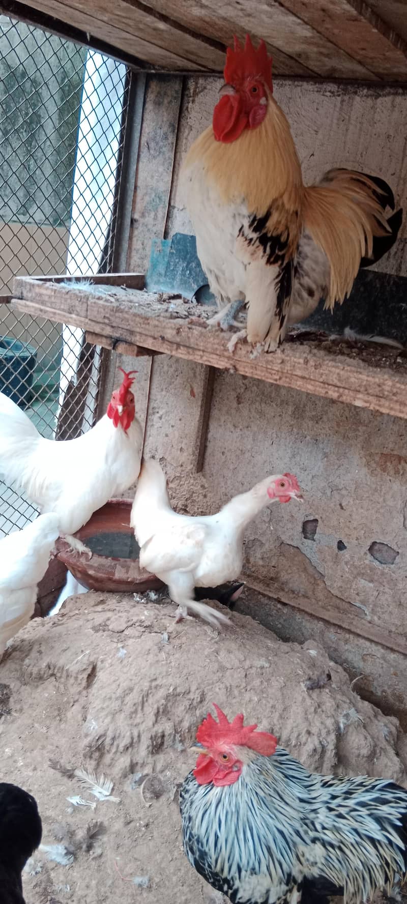 انگلش گیم مرغے مرغیوں کا تندرست توانہ خوبصورت سیٹ 10