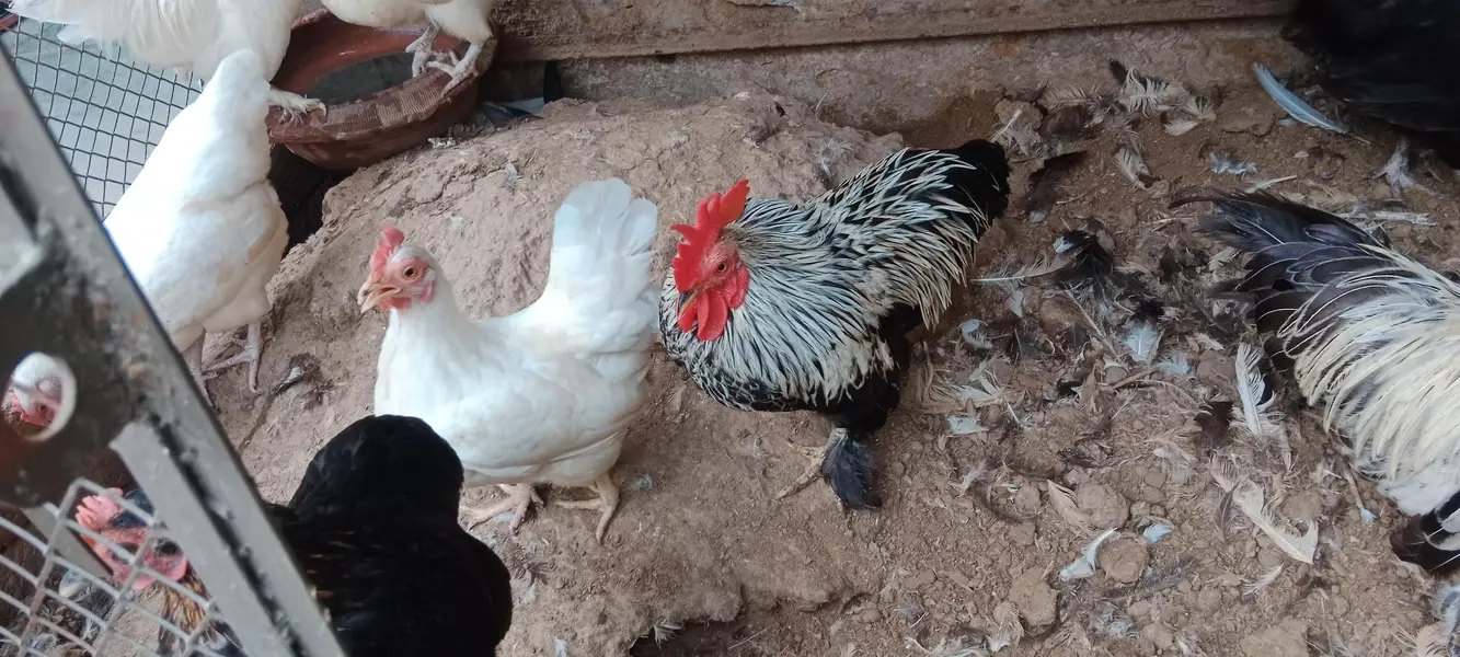 انگلش گیم مرغے مرغیوں کا تندرست توانہ خوبصورت سیٹ — photo 12