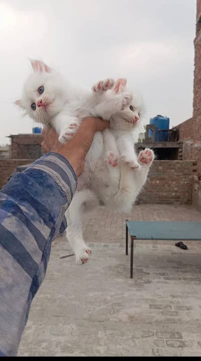 Persian kittens triple coated