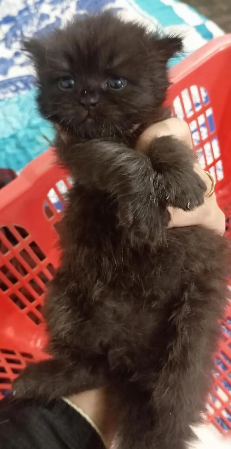 Persian kittens triple coated — photo 2