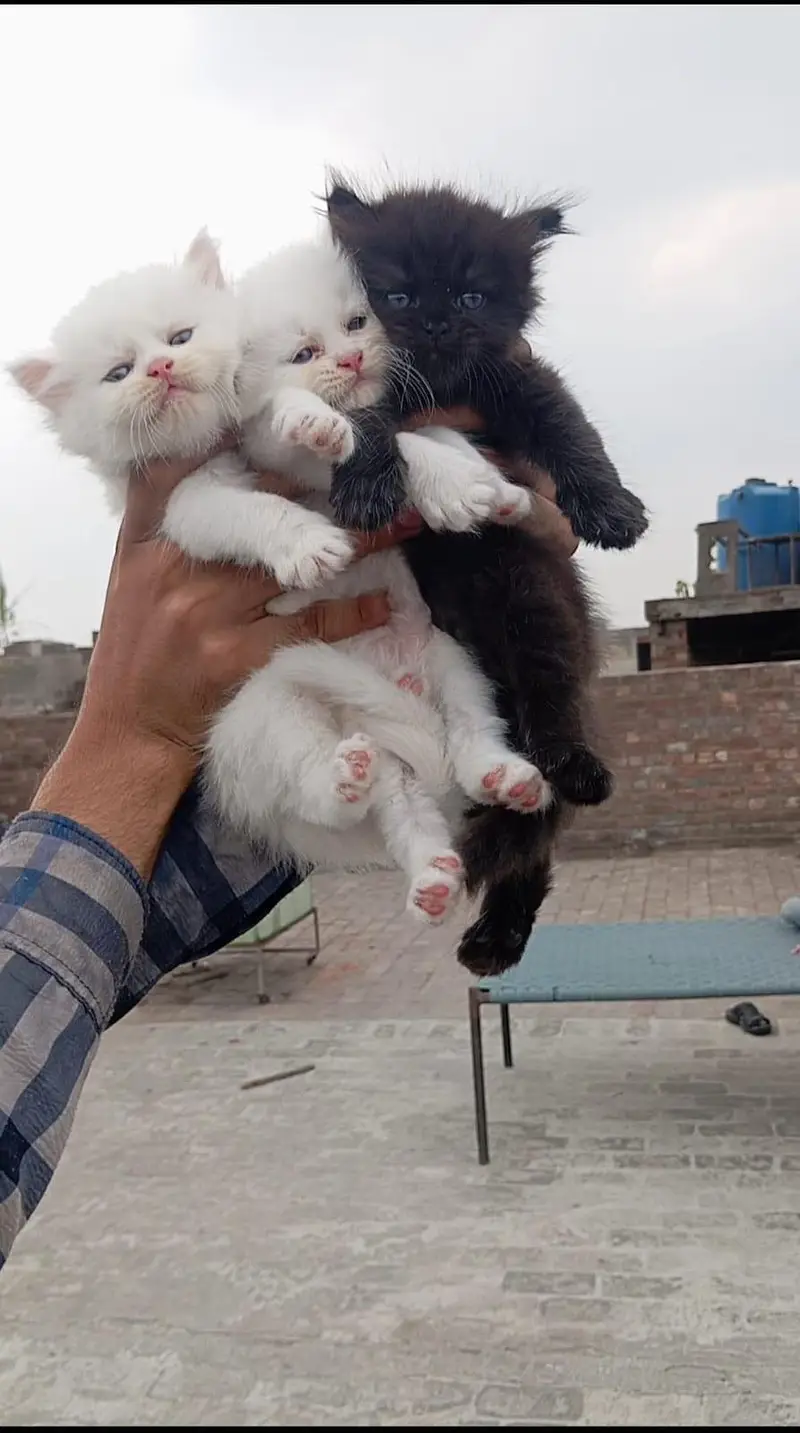 Persian kittens triple coated — photo 3