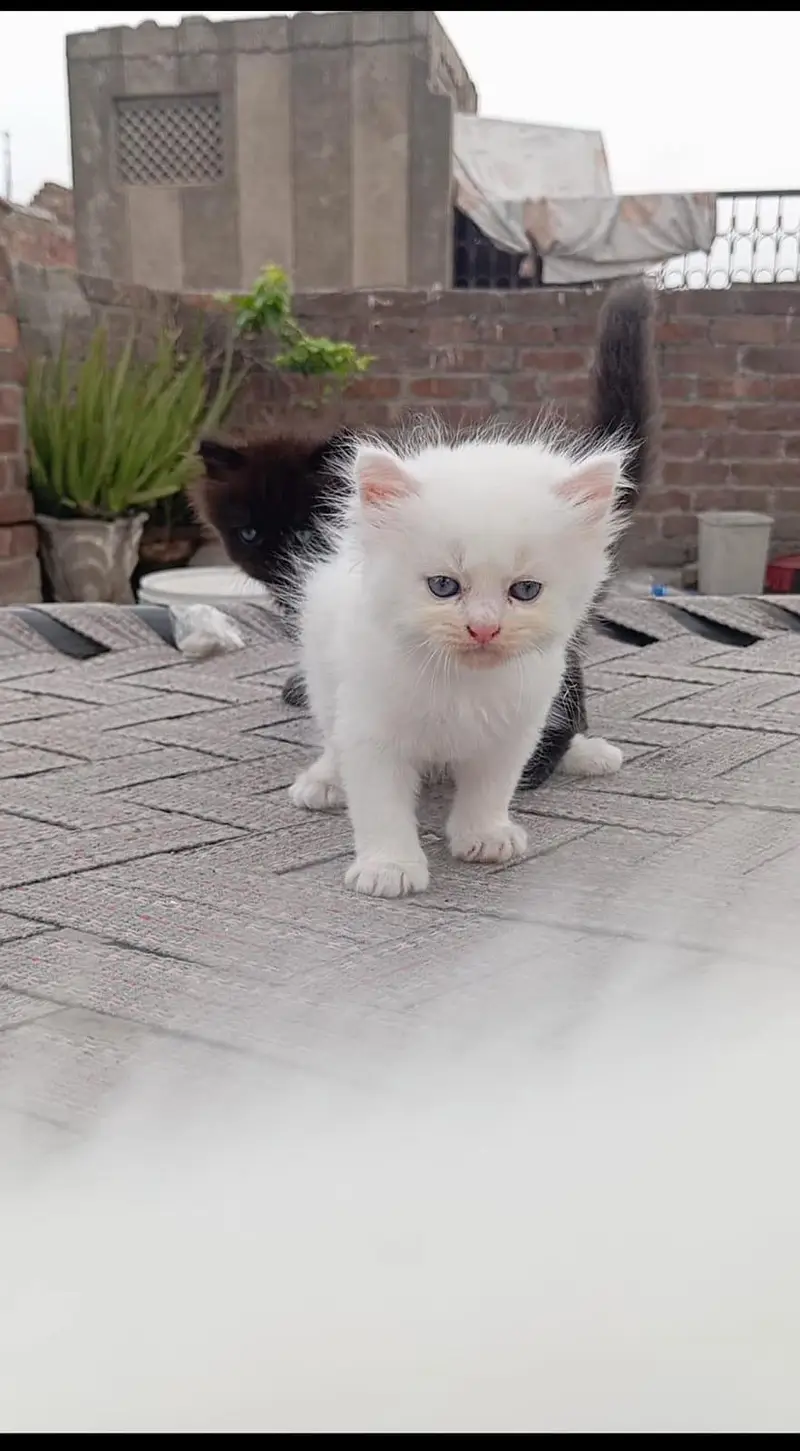 Persian kittens triple coated — photo 4