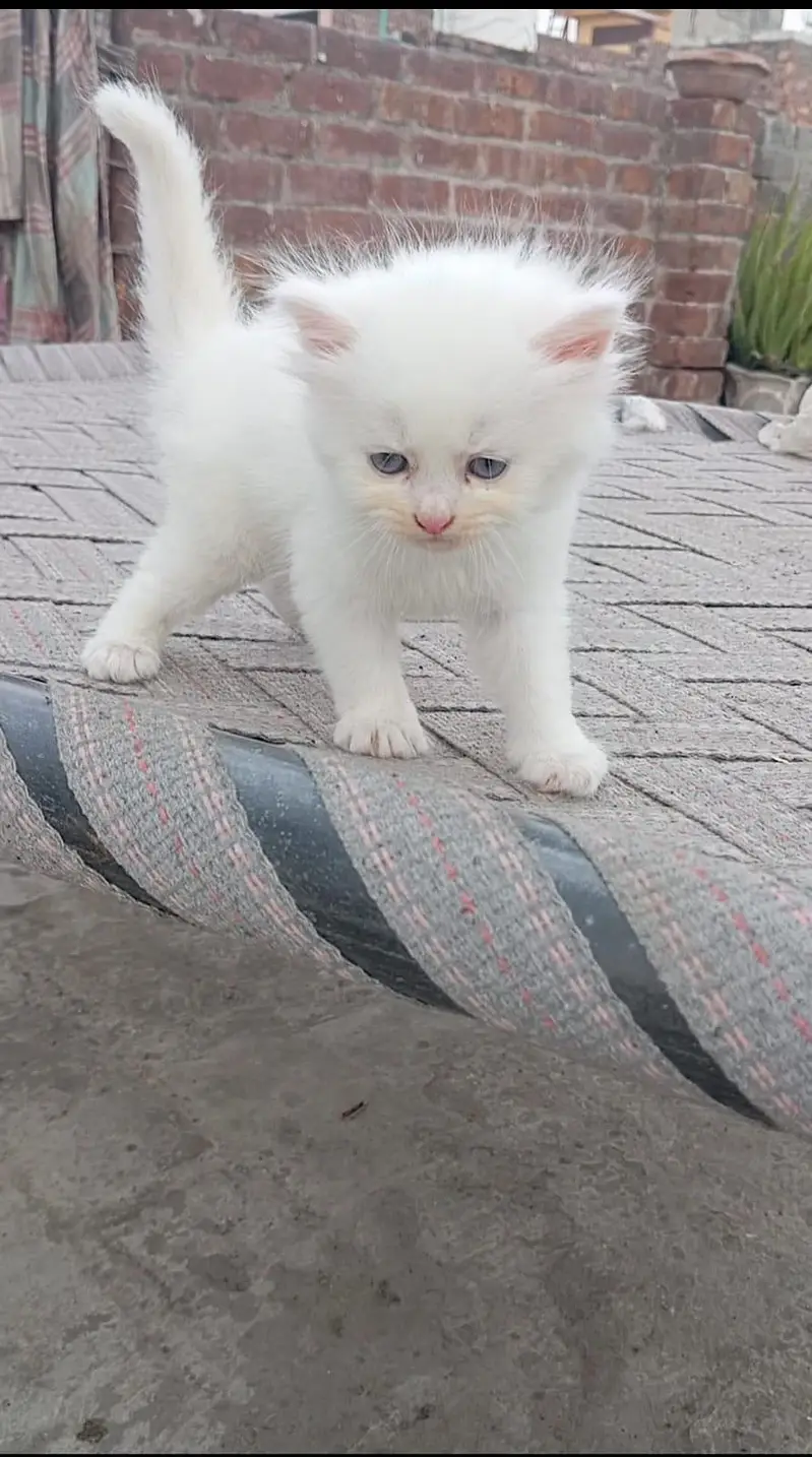 Persian kittens triple coated — photo 5