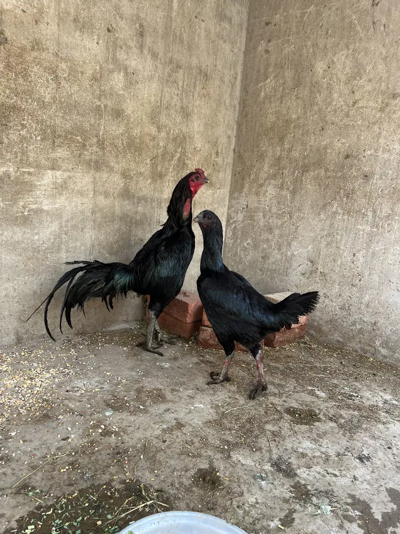 Pure Imported dragon Fresh egg — photo 2