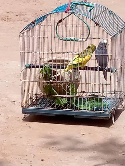 parrot for sale
