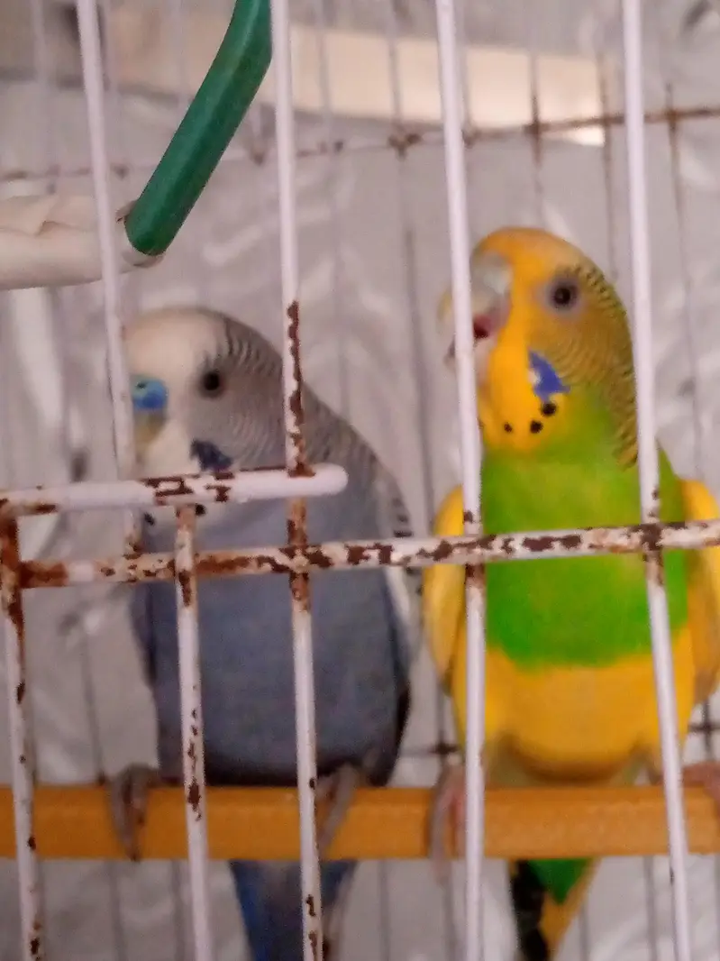 parrot for sale — photo 2