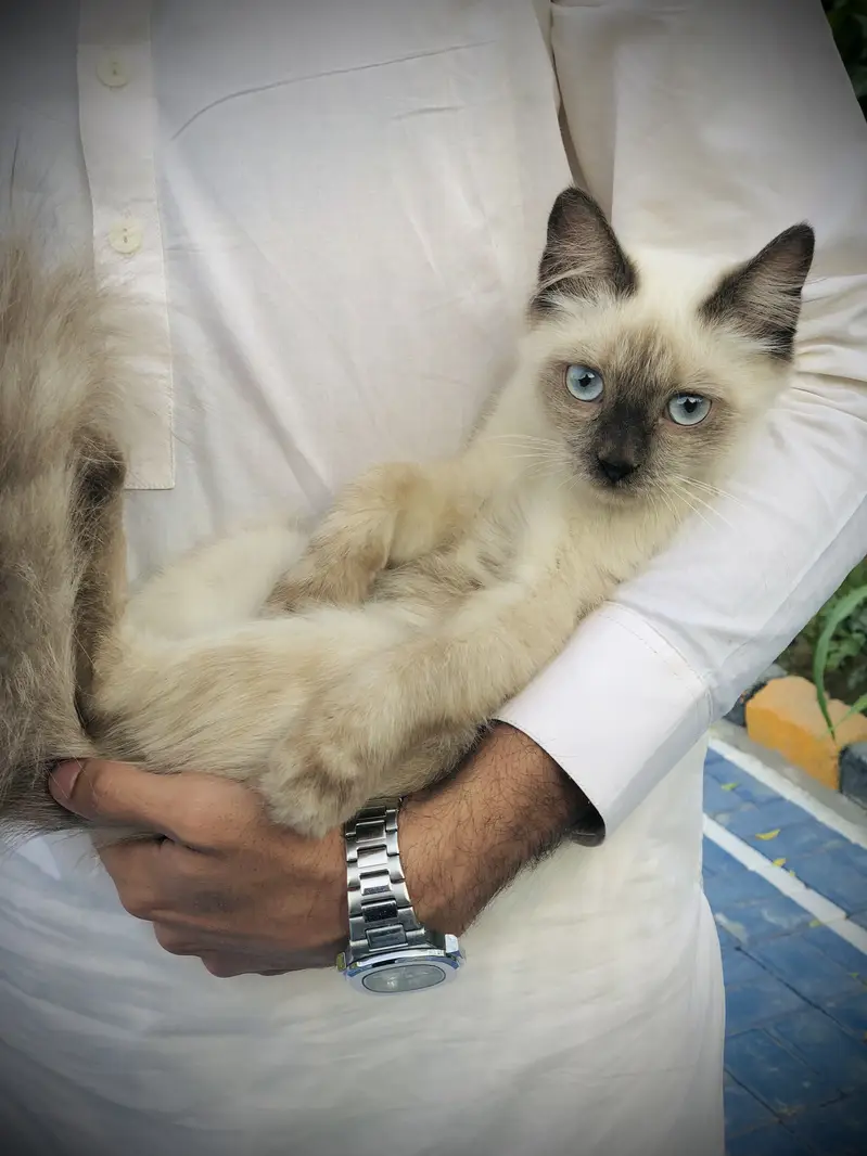 Siamese Cat | billi | persian cat — photo 2