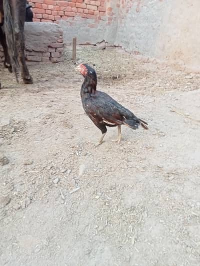 Aseel murgi urgent for sale