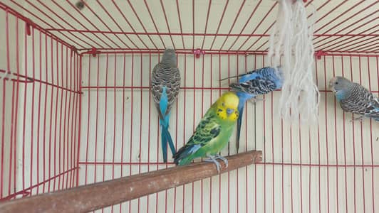 budgies