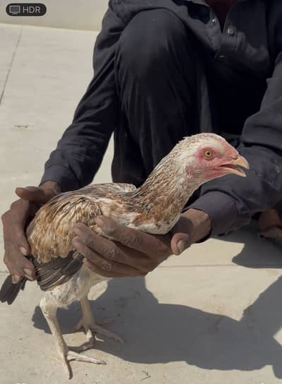 4 aseel pure breed hens for sale each is for 2k
