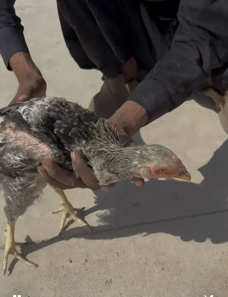 4 aseel pure breed hens for sale each is for 2k — photo 2