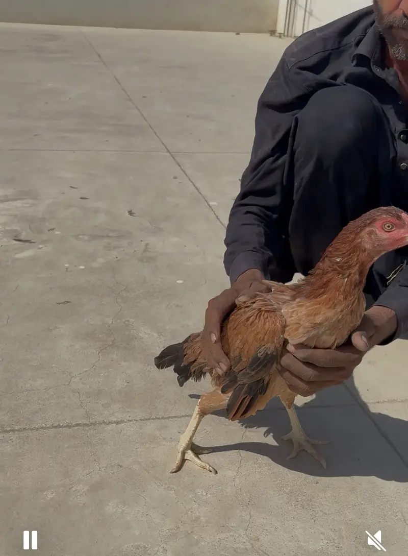 4 aseel pure breed hens for sale each is for 2k — photo 3