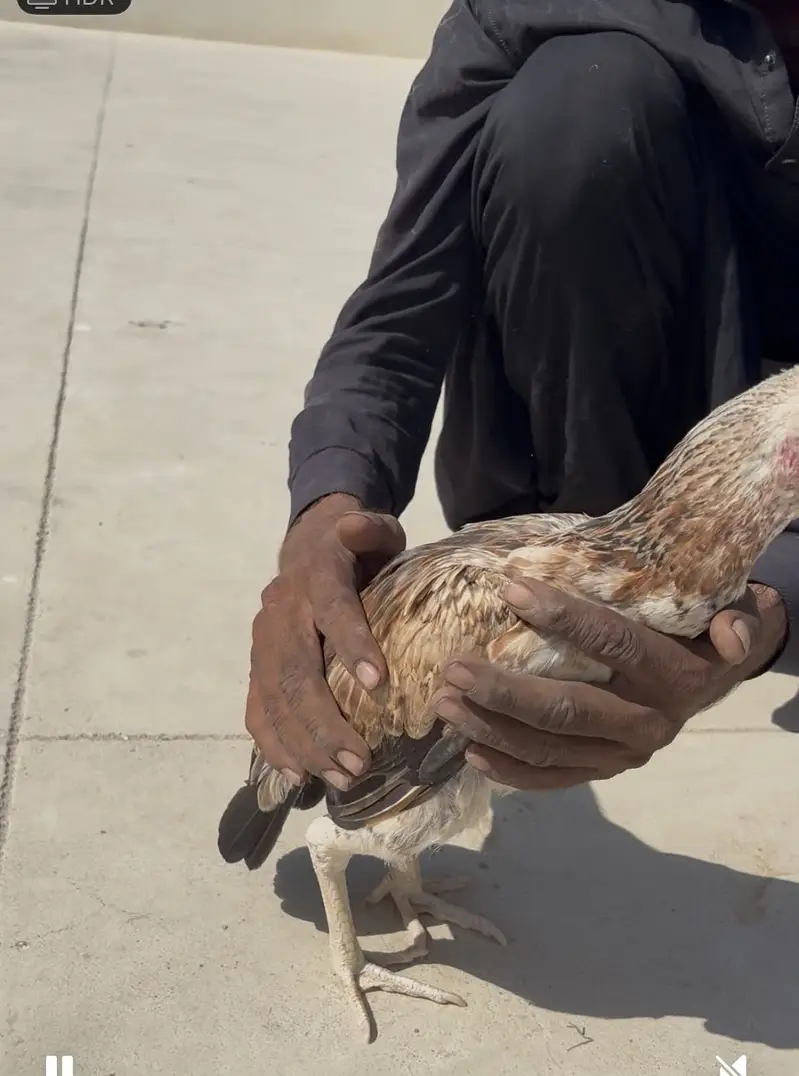4 aseel pure breed hens for sale each is for 2k — photo 4