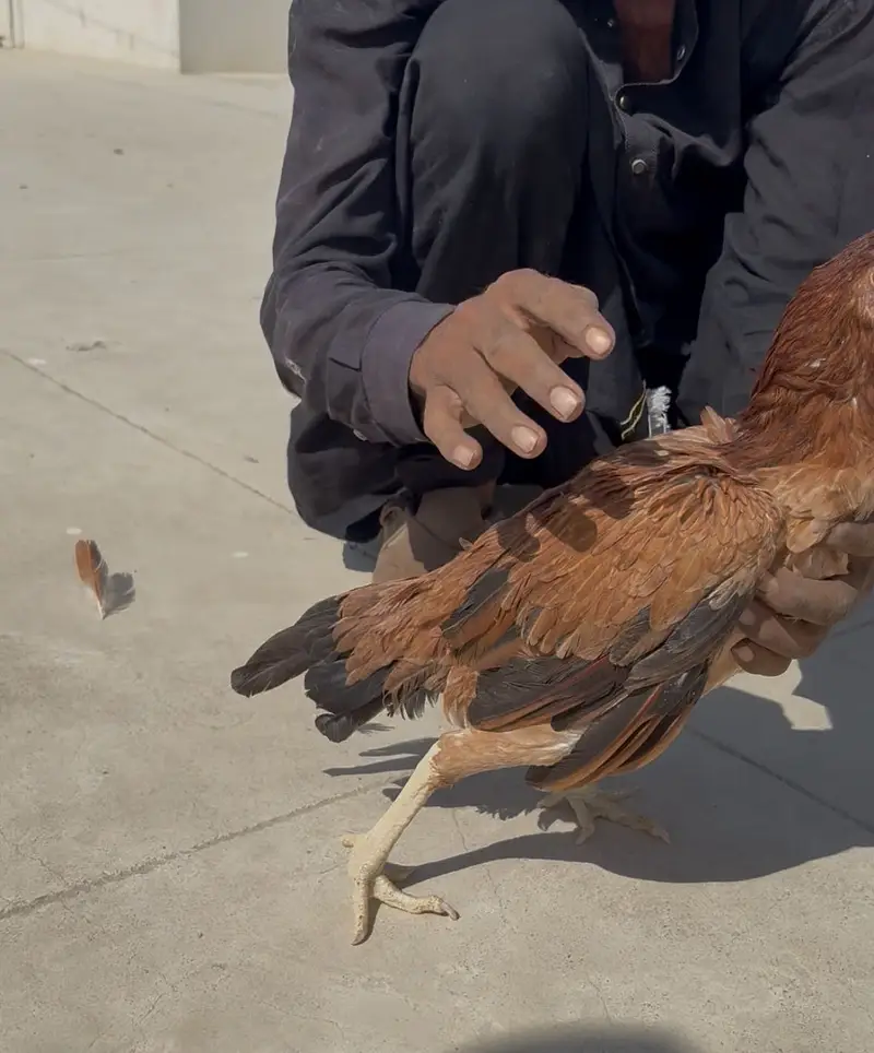 4 aseel pure breed hens for sale each is for 2k — photo 5