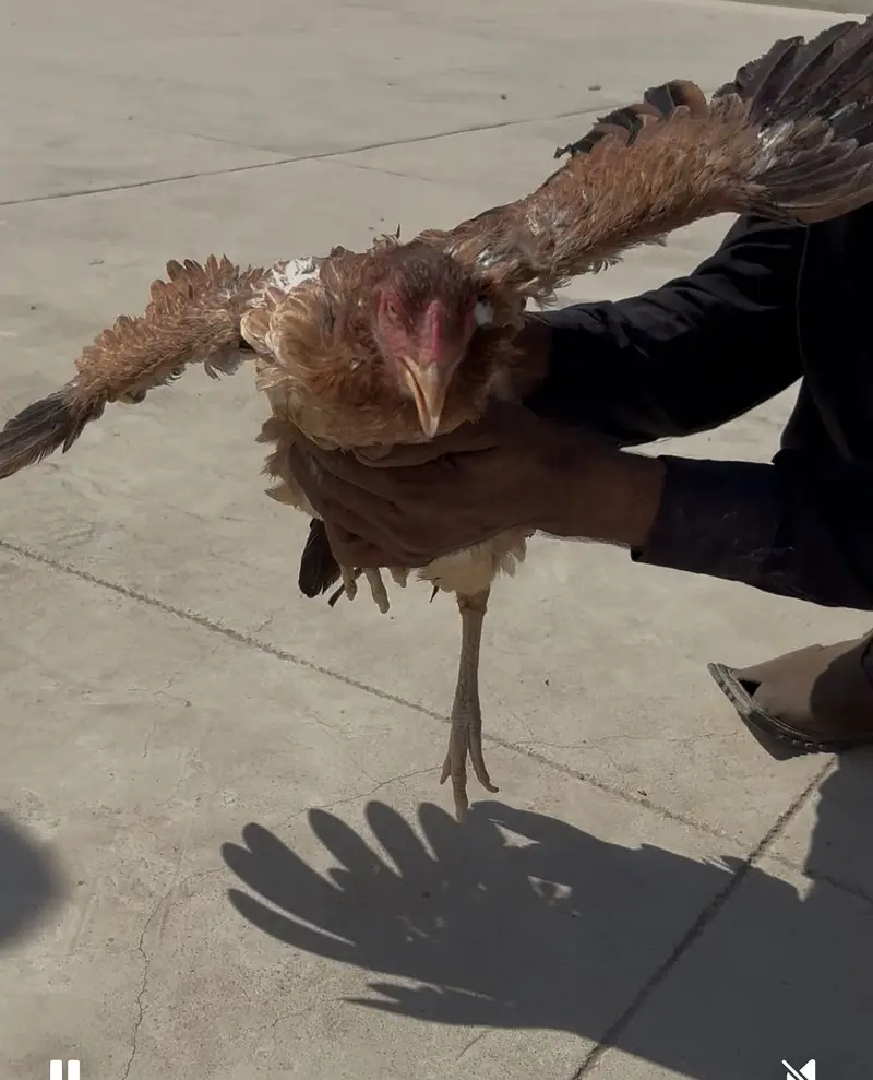 4 aseel pure breed hens for sale each is for 2k — photo 7