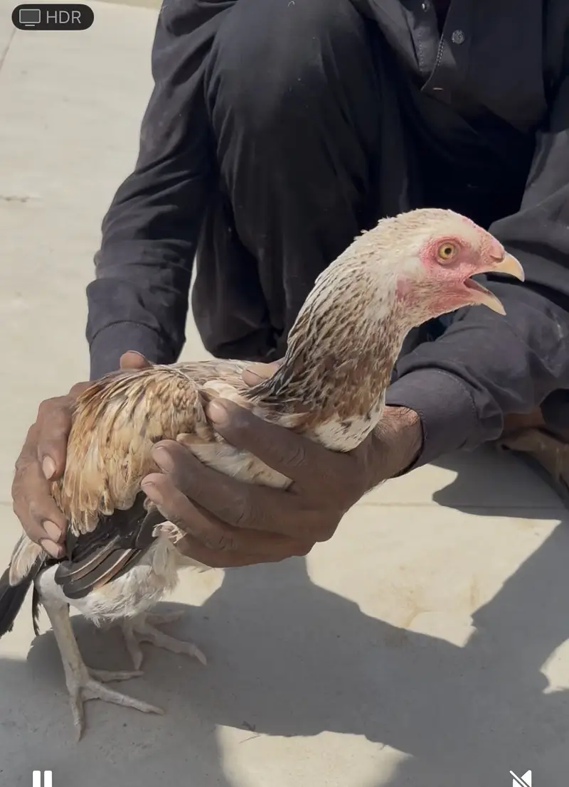 4 aseel pure breed hens for sale each is for 2k — photo 9