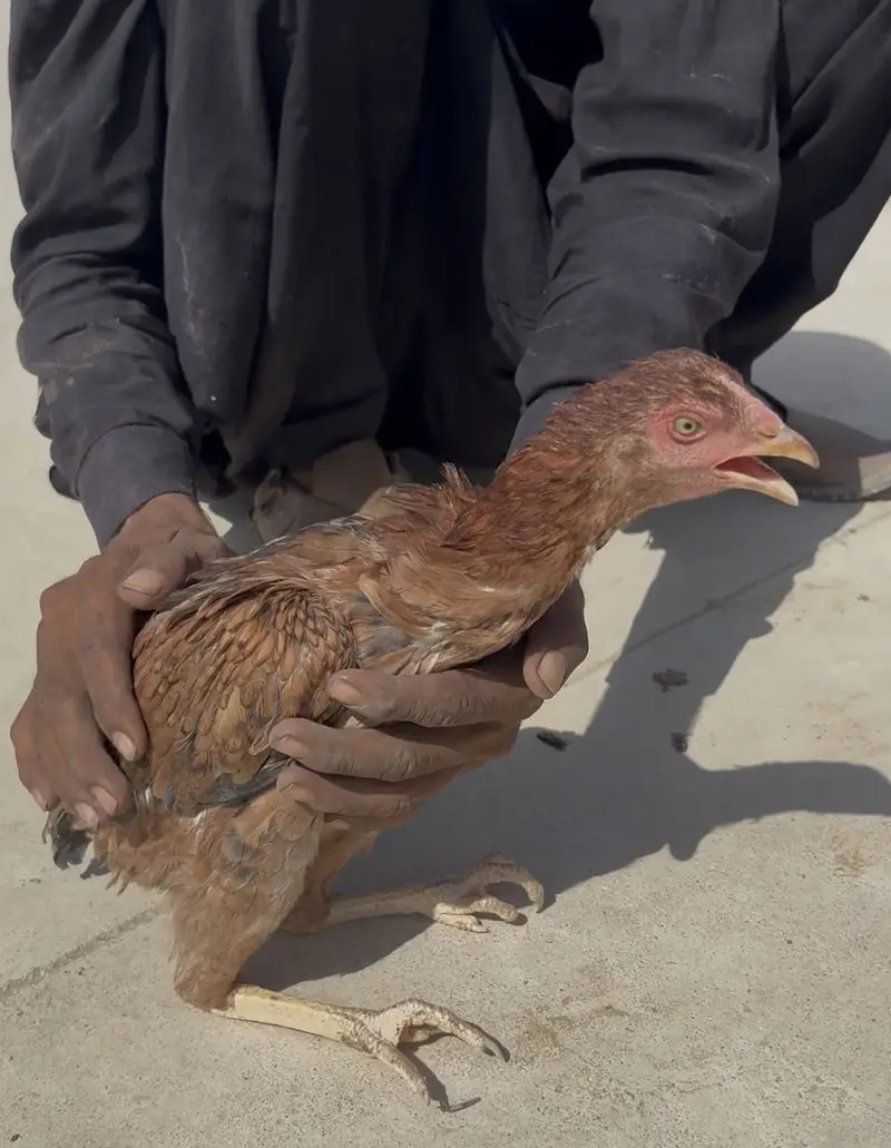 4 aseel pure breed hens for sale each is for 2k — photo 10