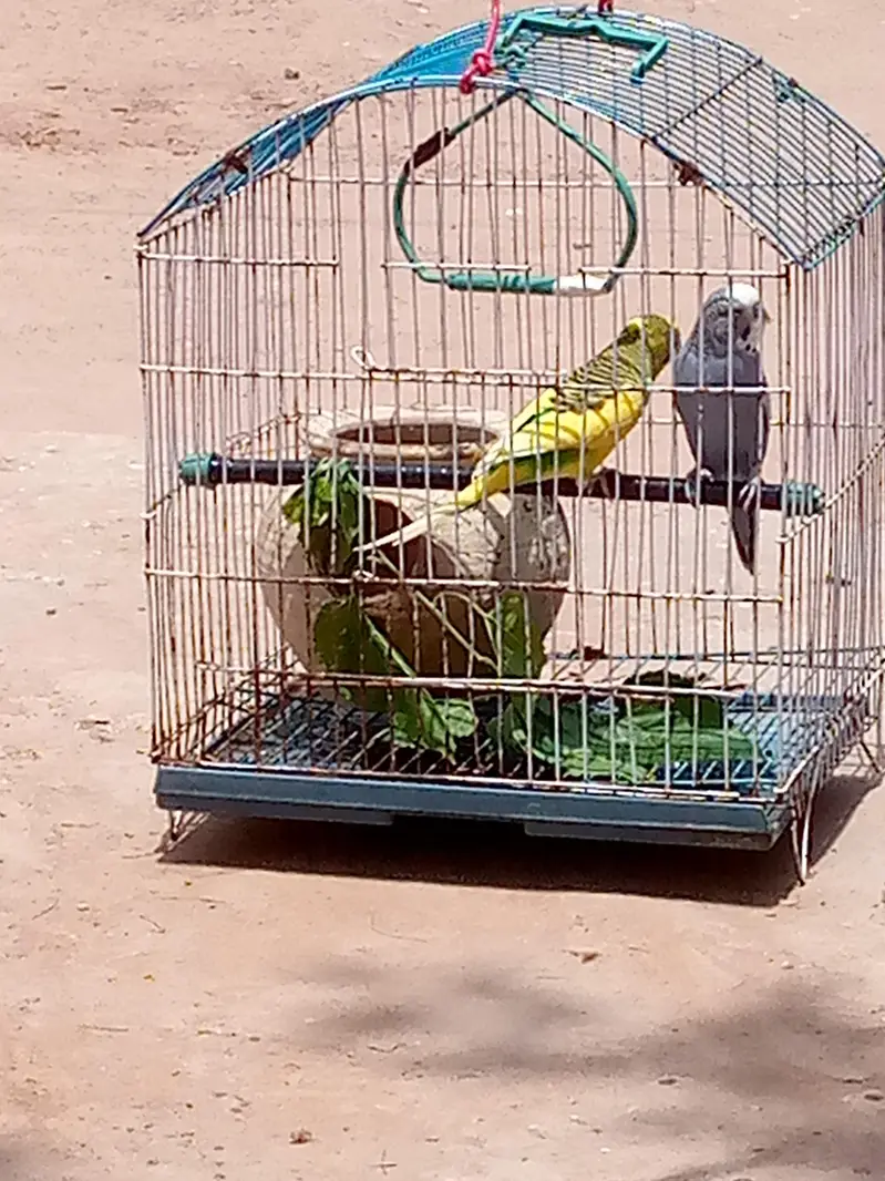 parrot for sale — photo 2