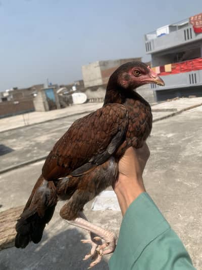 Lakha Aseel