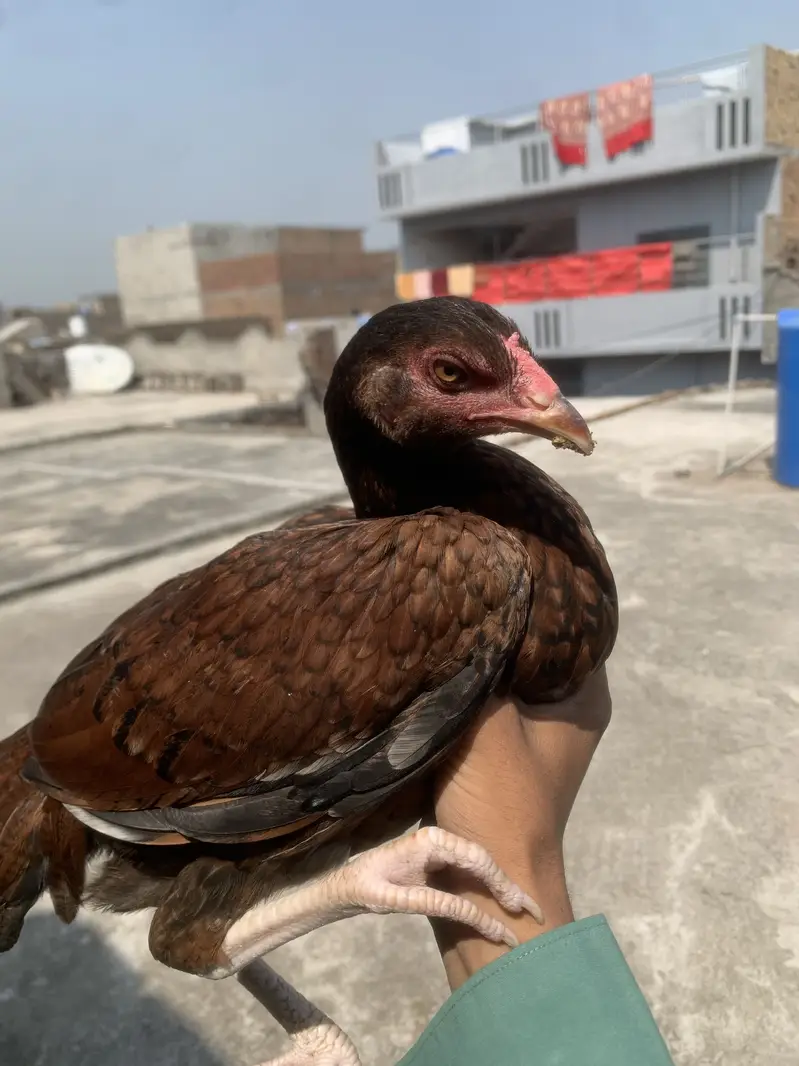 Lakha Aseel — photo 2